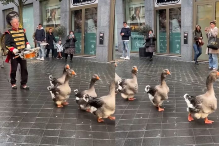 Foto: Desfile de gansos se vuelve viral y causa ternura /Cortesía