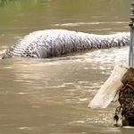 Foto: Serpiente gigante en Tailandia /cortesía