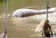 Foto: Serpiente gigante en Tailandia /cortesía