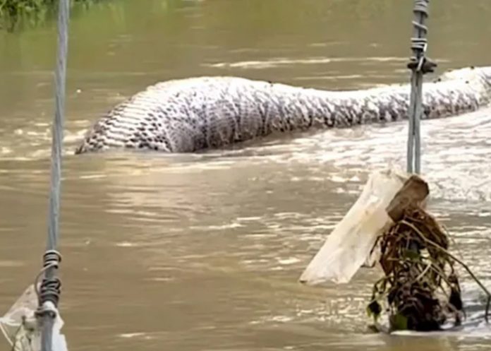 Foto: Serpiente gigante en Tailandia /cortesía