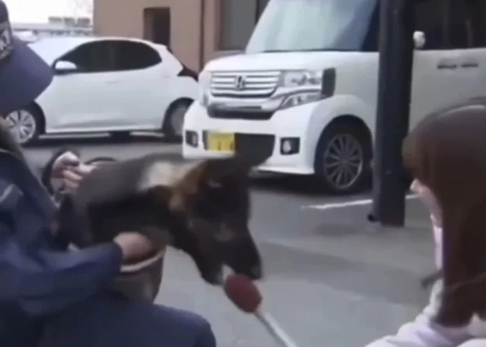 Foto: Perrito policía se viraliza /cortesía 