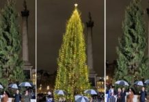 Foto: El polémico árbol de navidad /cortesía