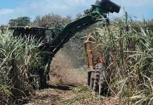 Foto: El sector azucarero continúa siendo un pilar fundamental para la economía/Cortesía