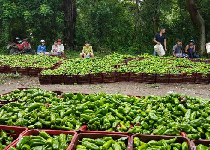 Foto: cultivo de chiltoma en Nicaragua /cortesía  