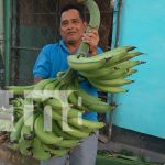 Foto: ¡Clases Plátanos! Realizan concurso de la racima más grande en la Isla de Ometepe/TN8