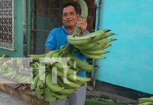 Foto: ¡Clases Plátanos! Realizan concurso de la racima más grande en la Isla de Ometepe/TN8