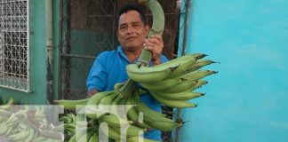 Foto: ¡Clases Plátanos! Realizan concurso de la racima más grande en la Isla de Ometepe/TN8