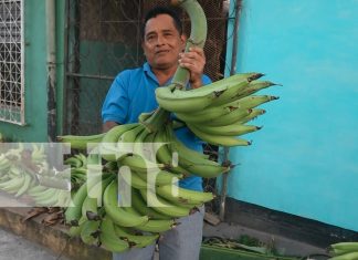 Foto: ¡Clases Plátanos! Realizan concurso de la racima más grande en la Isla de Ometepe/TN8