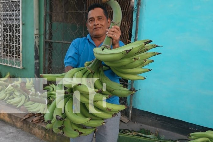 Foto: ¡Clases Plátanos! Realizan concurso de la racima más grande en la Isla de Ometepe/TN8