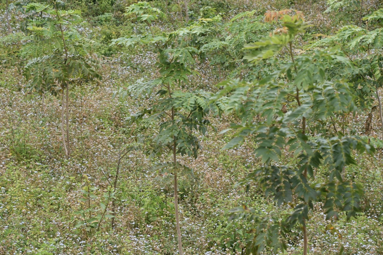 Foto: Boaco árboles plantados en la campaña 'verde, que te quiero verde / TN8