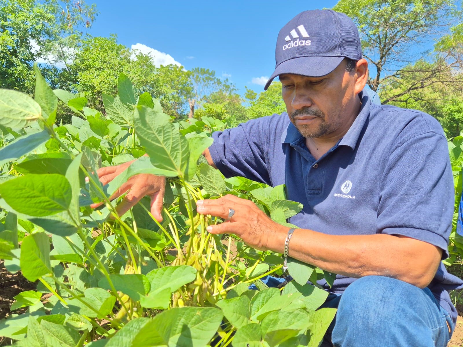 Foto: INTA presenta la nueva variedad de soya Chinandega