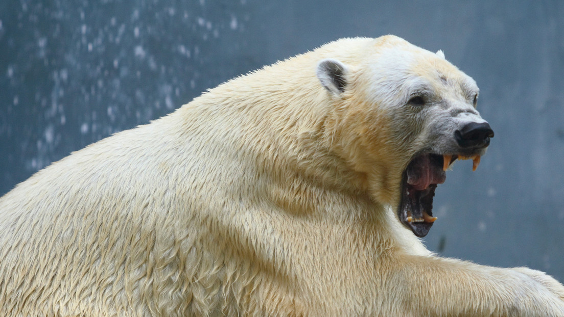 Hombre protege a su esposa del ataHombre protege a su esposa del ataque de un oso polarHombre protege a su esposa del ataque de un oso polarHombre protege a su esposa del ataque de un oso polarHombre protege a su esposa del ataque de un oso polarHombre protege a su esposa del ataque de un oso polarHombre protege a su esposa del ataque de un oso polarHombre protege a su esposa del ataque de un oso polarque de un oso polar