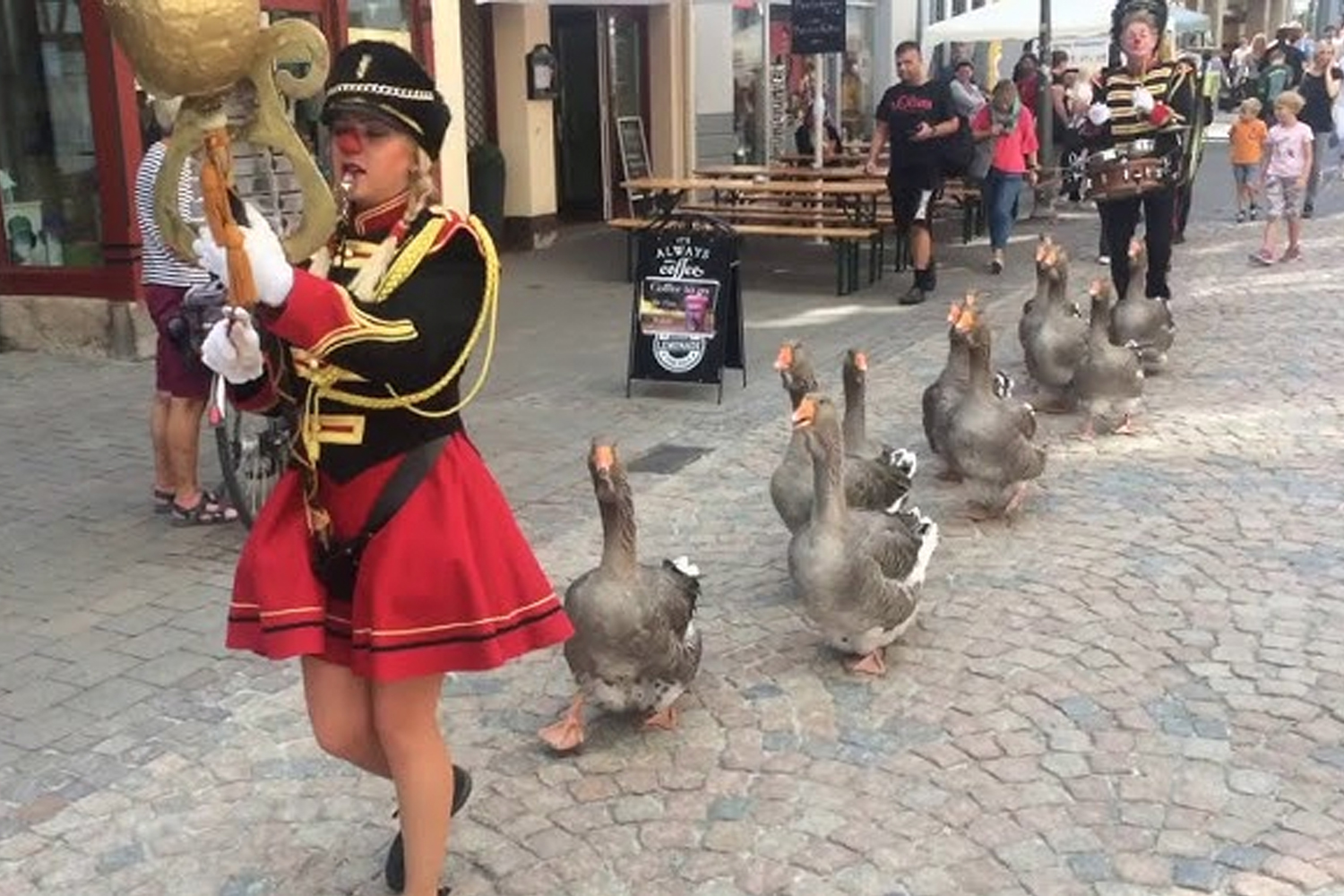 Foto: Desfile de gansos se vuelve viral y causa ternura /Cortesía