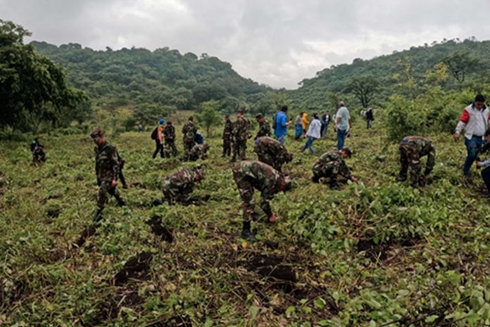 Foto: Nicaragua continúa con éxito la campaña nacional de reforestación/Cortesía