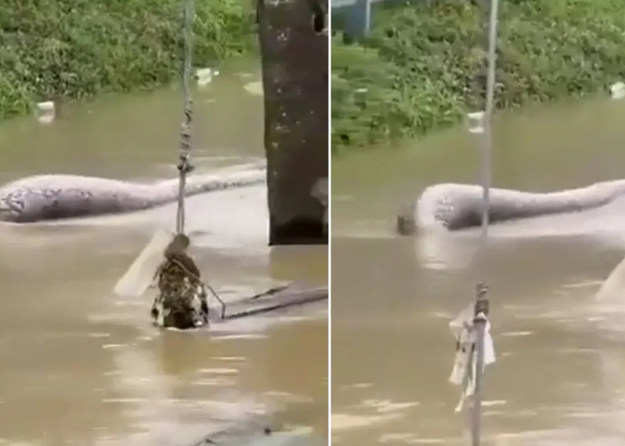 Foto: Serpiente gigante en Tailandia /cortesía