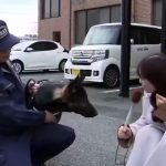 Foto: Perrito policía se viraliza /cortesía