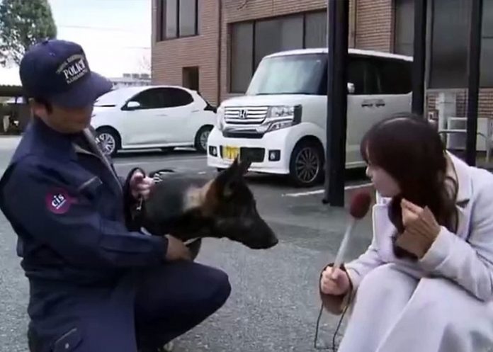 Foto: Perrito policía se viraliza /cortesía