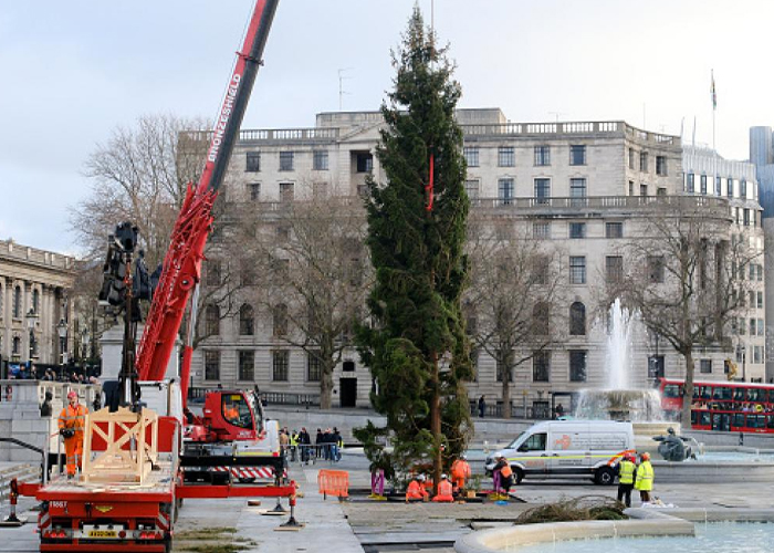 Foto: El polémico árbol de navidad /cortesía 