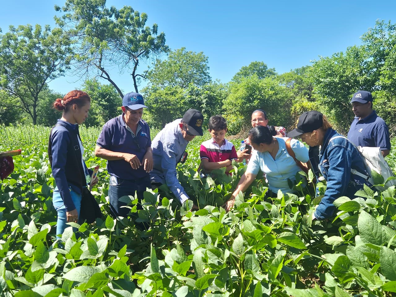 Foto: INTA presenta la nueva variedad de soya Chinandega