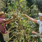 Foto: IPSA, continúa promoviendo la producción orgánica en Nicaragua/Cortesía