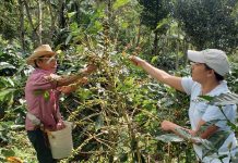 Foto: IPSA, continúa promoviendo la producción orgánica en Nicaragua/Cortesía