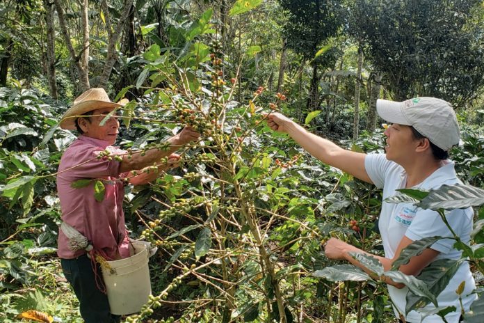 Foto: IPSA, continúa promoviendo la producción orgánica en Nicaragua/Cortesía