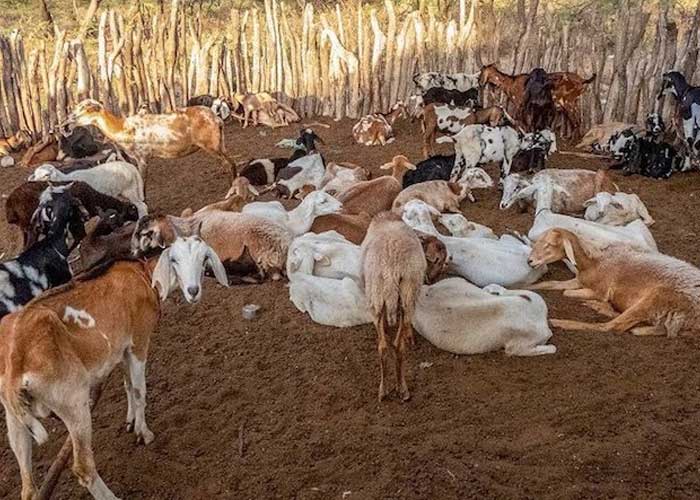 Foto: Brote de ántrax en Colombia /cortesía 