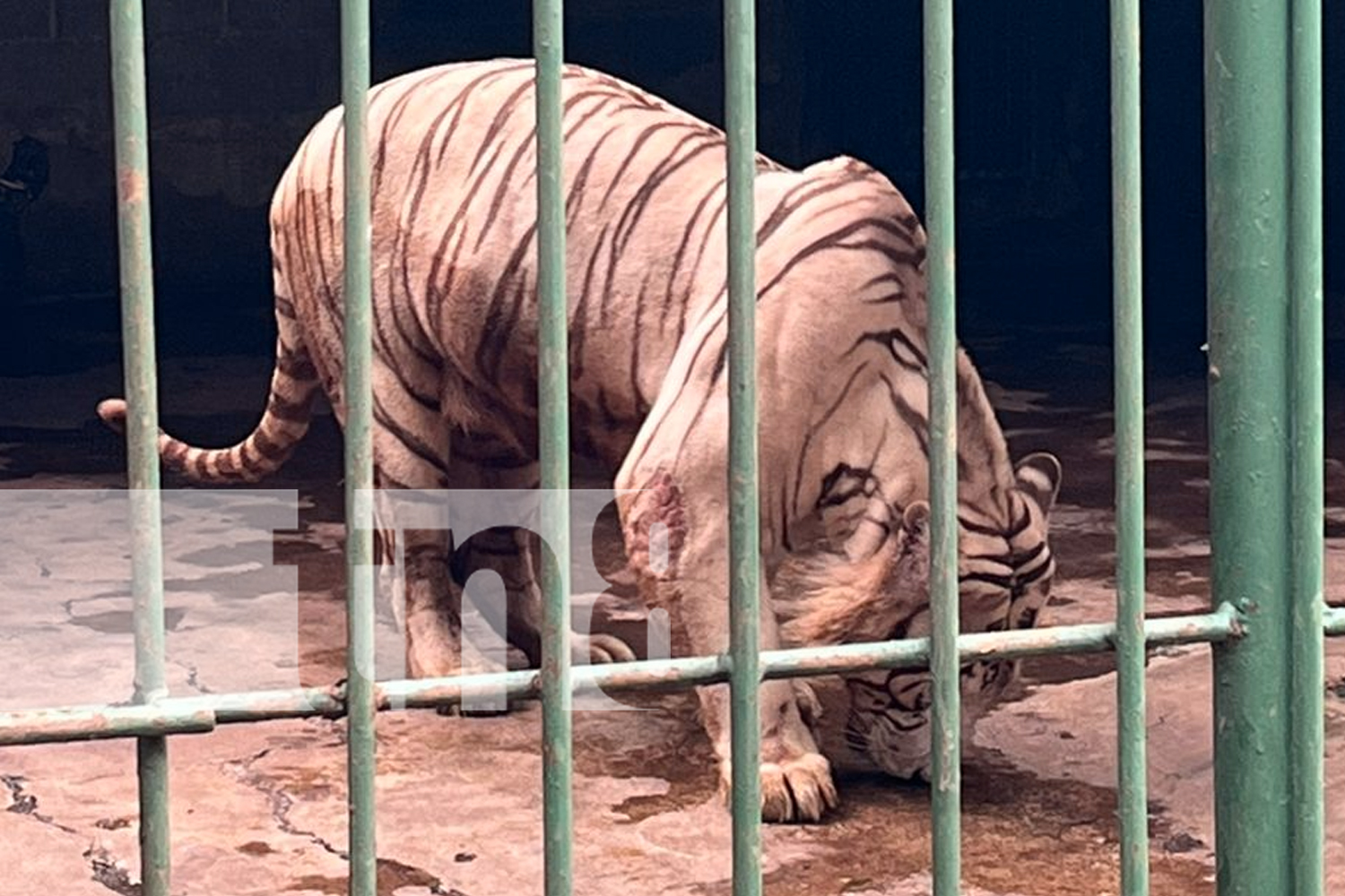 Foto: ¡Xilonem y Zoológico Nacional: los destinos favoritos para cerrar el año en familia! Piscinas, naturaleza y educación en un ambiente seguro/TN8