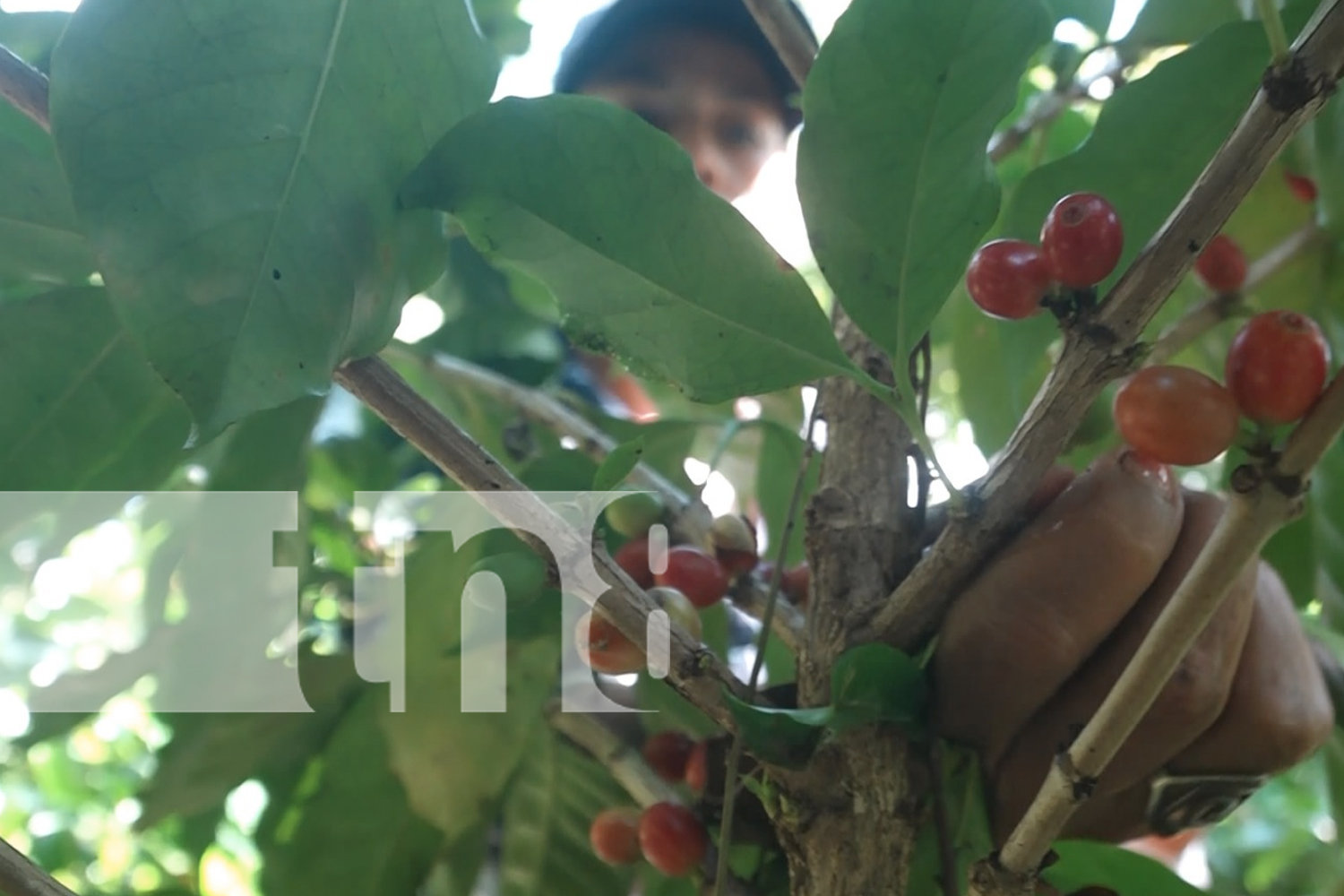 Foto: ¡2024, un año fenomenal para el café cosechado en la Isla de Ometepe!/TN8