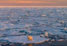 Foto: El Ártico podría quedar completamente libre de hielo/Cortesía