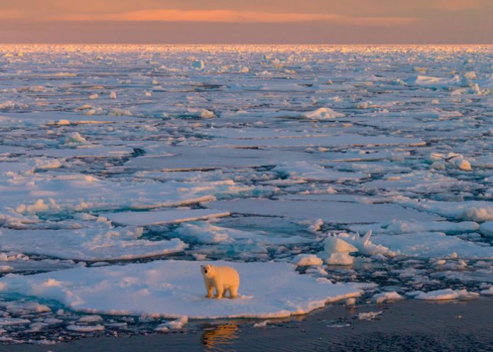 Foto: El Ártico podría quedar completamente libre de hielo/Cortesía