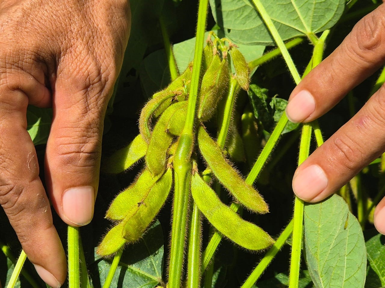 Foto: INTA presenta la nueva variedad de soya Chinandega