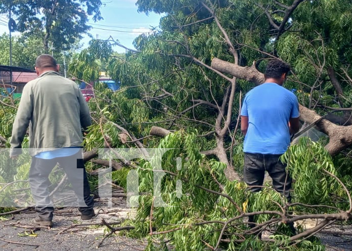 Foto: Colapso de árbol en Managua /TN8