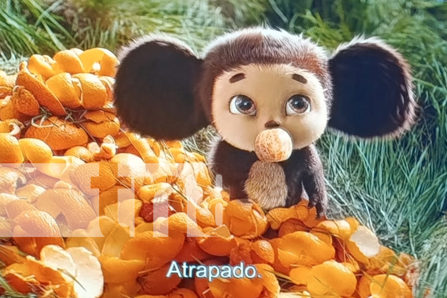 Foto: ¡La magia de "Cheburashka" llega a Nicaragua! Niños y familias disfrutaron de esta película rusa que celebra 80 años de amistad /TN8