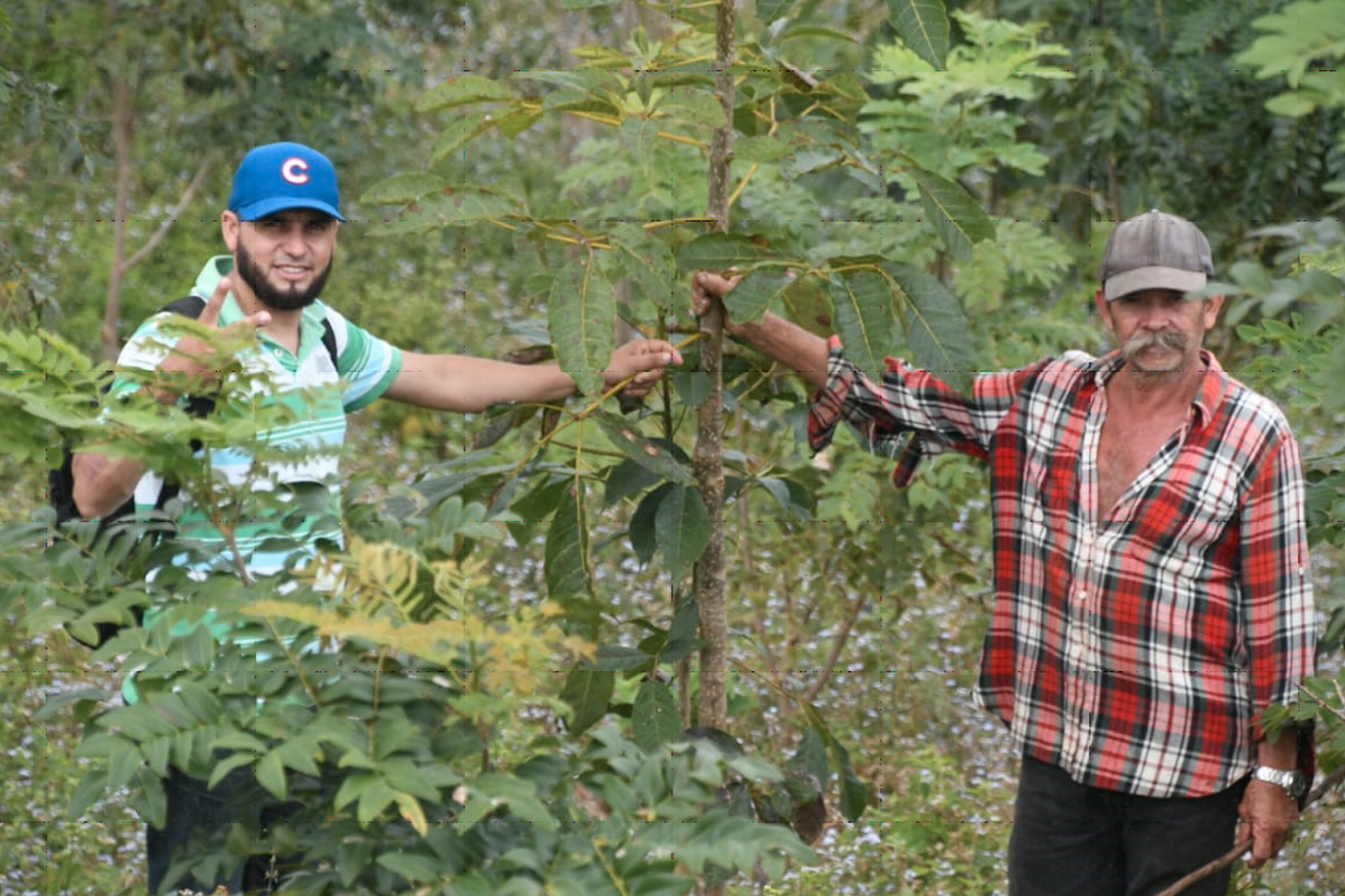 Foto: Boaco árboles plantados en la campaña 'verde, que te quiero verde / TN8