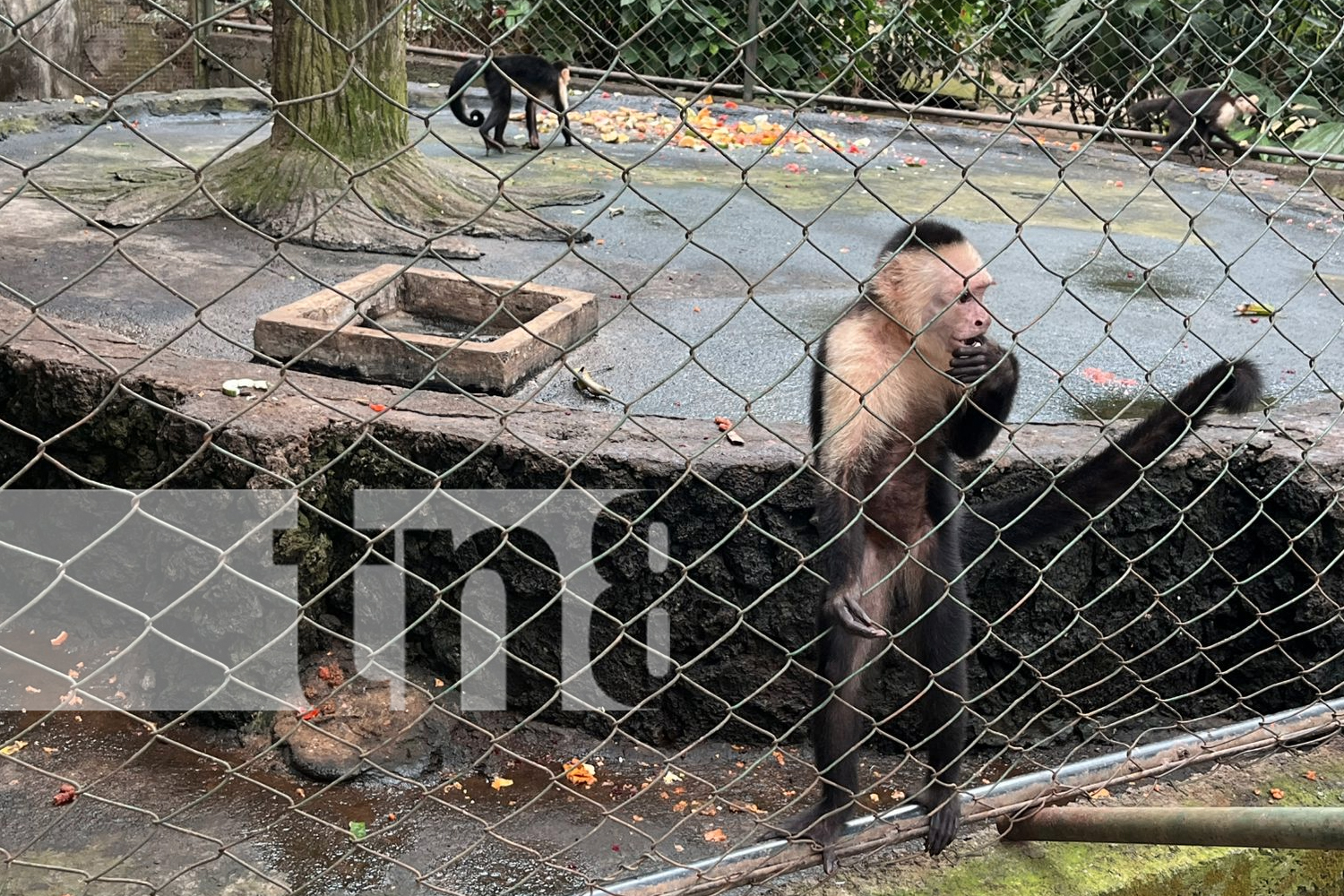 Foto: ¡Xilonem y Zoológico Nacional: los destinos favoritos para cerrar el año en familia! Piscinas, naturaleza y educación en un ambiente seguro/TN8