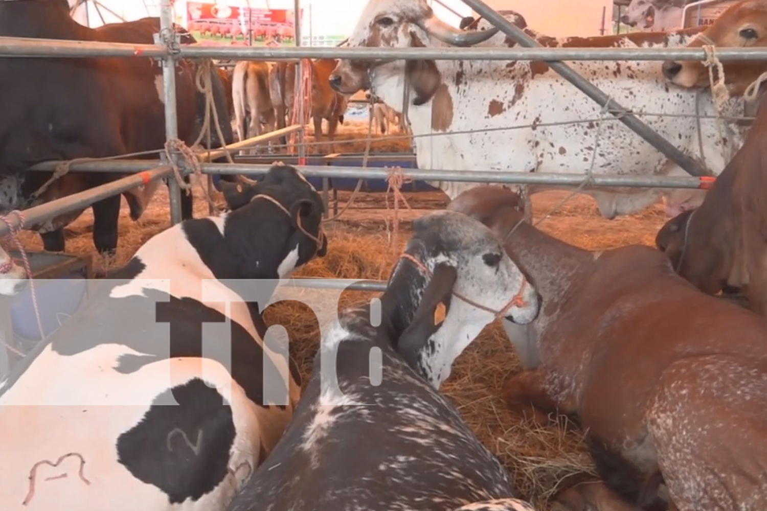 Foto: Feria Ganadera Estelí 2024: Un evento cultural, comercial y turístico/TN8