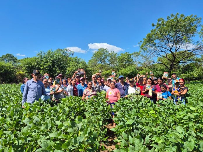 Foto: INTA presenta la nueva variedad de soya Chinandega