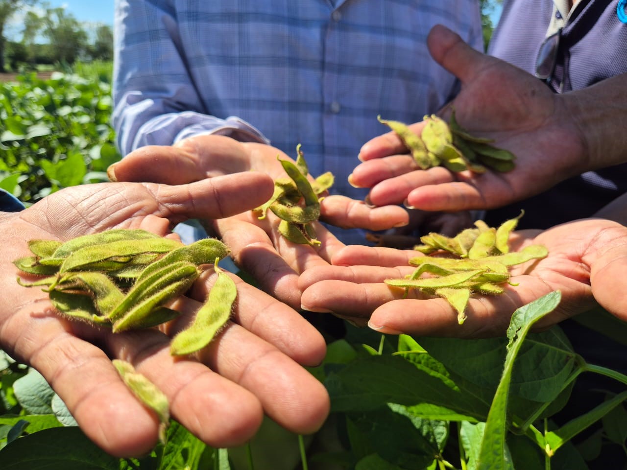 Foto: INTA presenta la nueva variedad de soya Chinandega