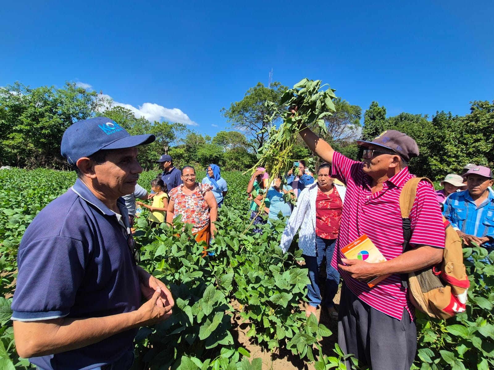 Foto: INTA presenta la nueva variedad de soya Chinandega