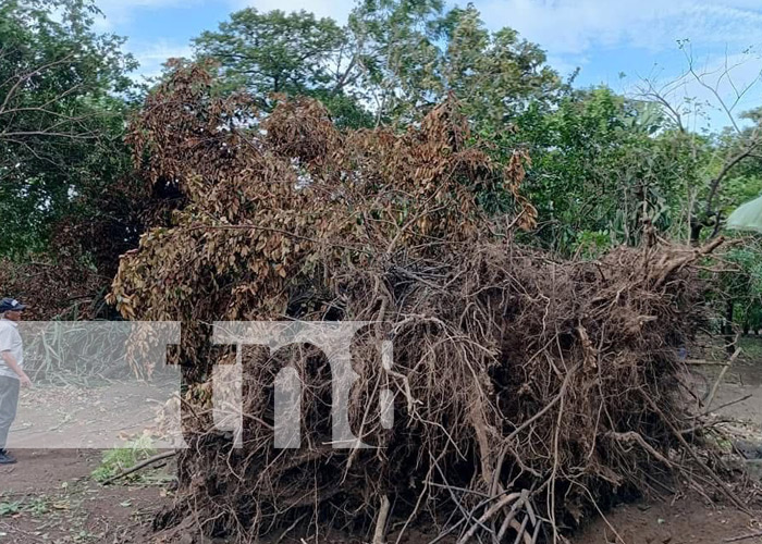 Foto: Árbol cae sobre vehículos en Chinandega / TN8