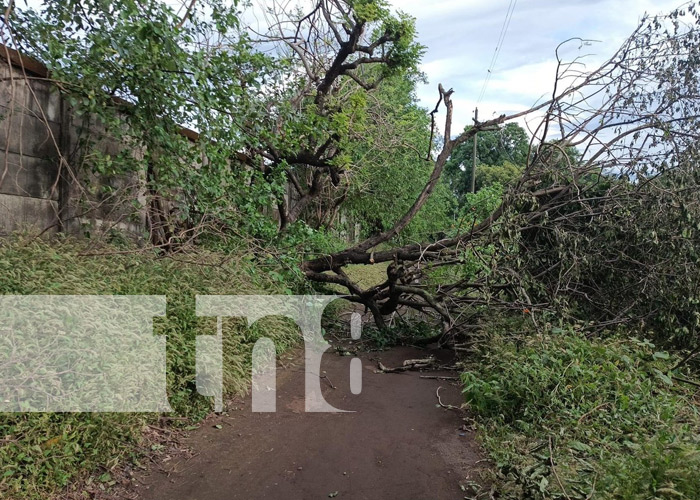 Foto: Árbol cae sobre vehículos en Chinandega / TN8