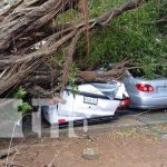 Foto: Árbol cae sobre vehículos en Chinandega / TN8