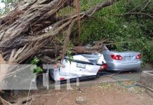 Foto: Árbol cae sobre vehículos en Chinandega / TN8