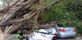 Foto: Árbol cae sobre vehículos en Chinandega / TN8