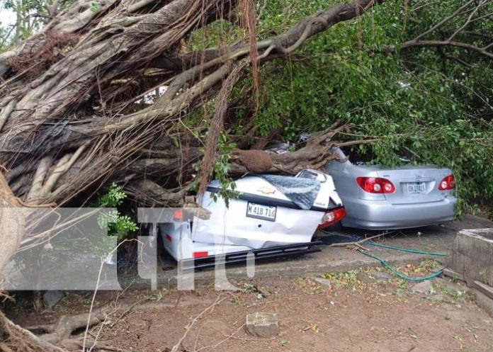 Foto: Árbol cae sobre vehículos en Chinandega / TN8