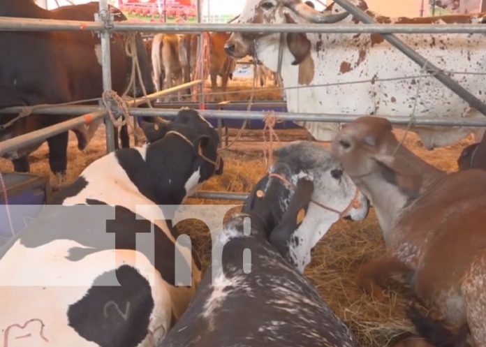 Foto: Feria Ganadera en Estelí / TN8