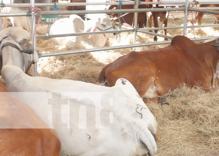 Foto: Feria Ganadera en Estelí / TN8