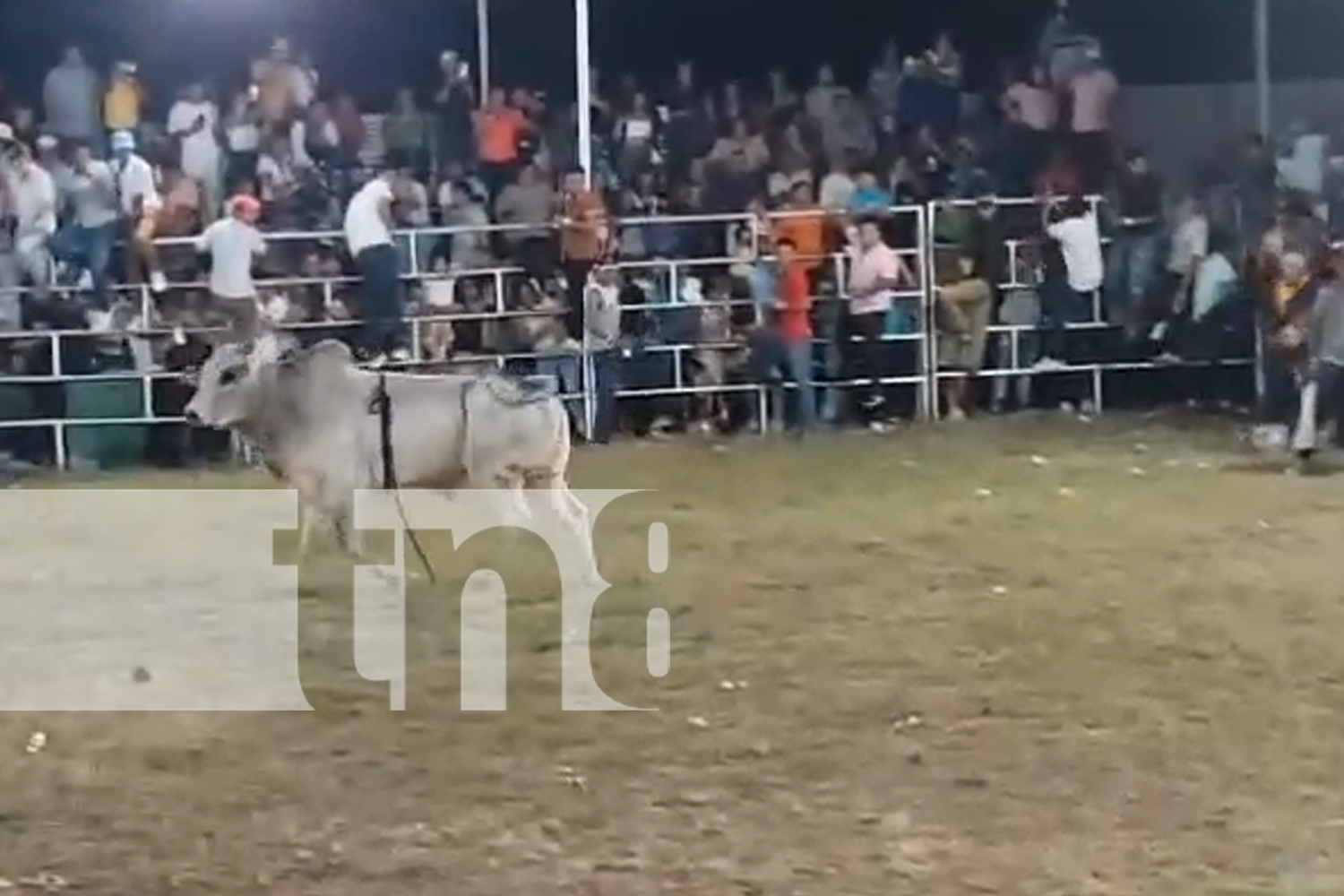 Foto: Rivas de luto: Toro enfurecido acaba con la vida de un hombre /TN8