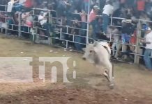 Foto: Rivas de luto: Toro enfurecido acaba con la vida de un hombre /TN8